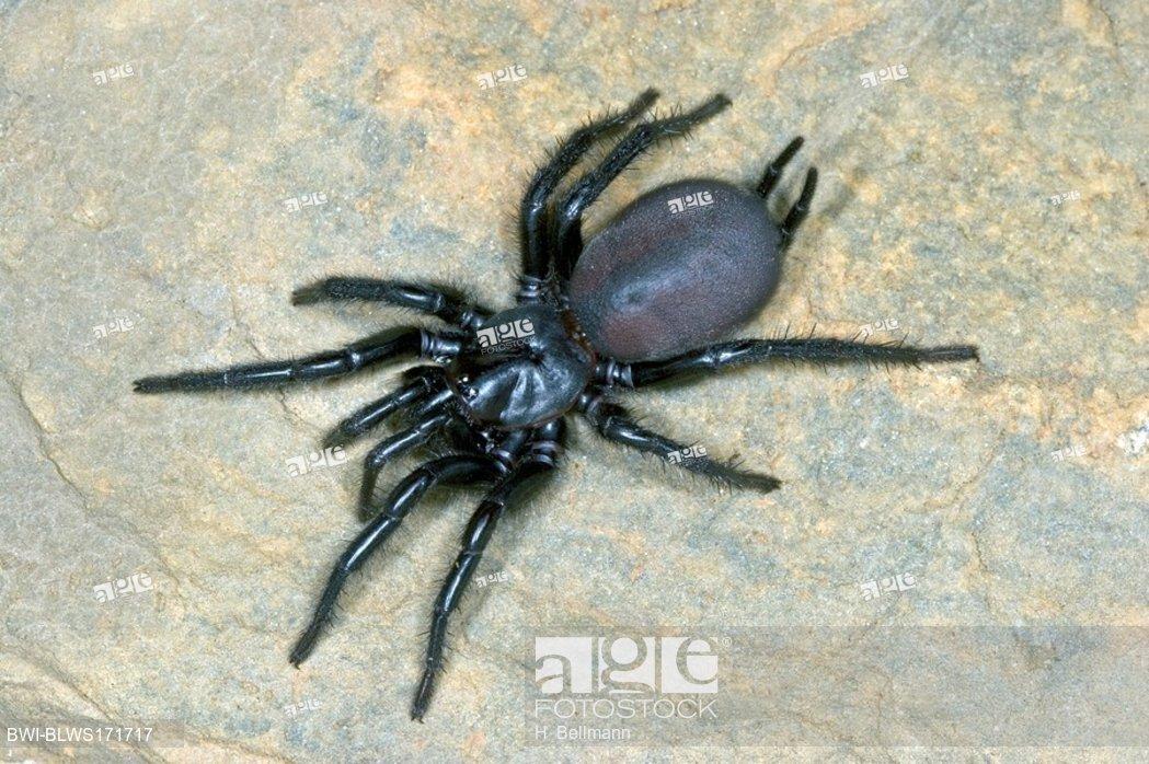 La plus grosse araignée qu'on puisse croiser en France (très exceptionnellement) est la mygale Macrothele calpeiana, originaire d'Espagne et d'Afrique du Nord, elle arrive avec les oliviers et se trouve donc en quelques stations du Sud de la France, ou chez les amateurs d'olivier