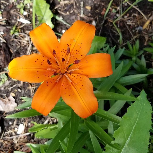 LebeauRox's tweet photo. First lily of 2019 - welcome back beauty! 💕

#manitobagarden #igrewthis #lovelilies #ilovegardening #naturelovers #ilovelivingthings https://t.co/21EWHfUCue