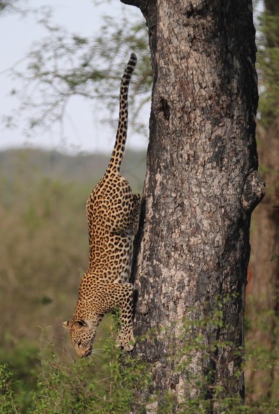 Sheriff_Donut's tweet photo. Photo By Owain McGuire | Unsplash 
 #gamingmeme #gamingcommunity #youtubegaming #videogaming #gamingposts https://t.co/hnwFOeP6Dr