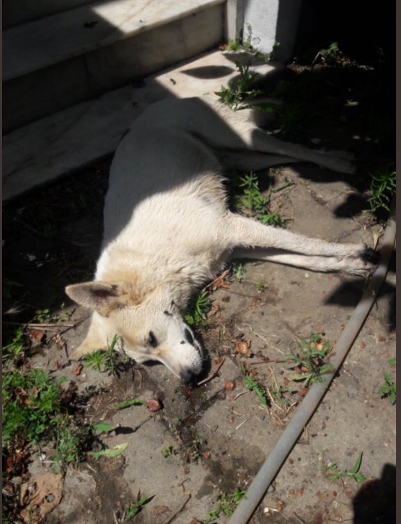 #ErdekteKatliamVar "Rabbim der ki; hayvanlar benim sessiz kullarımdır, şimdi zulme susuyorlar ama hesap günü konuşacaklar."