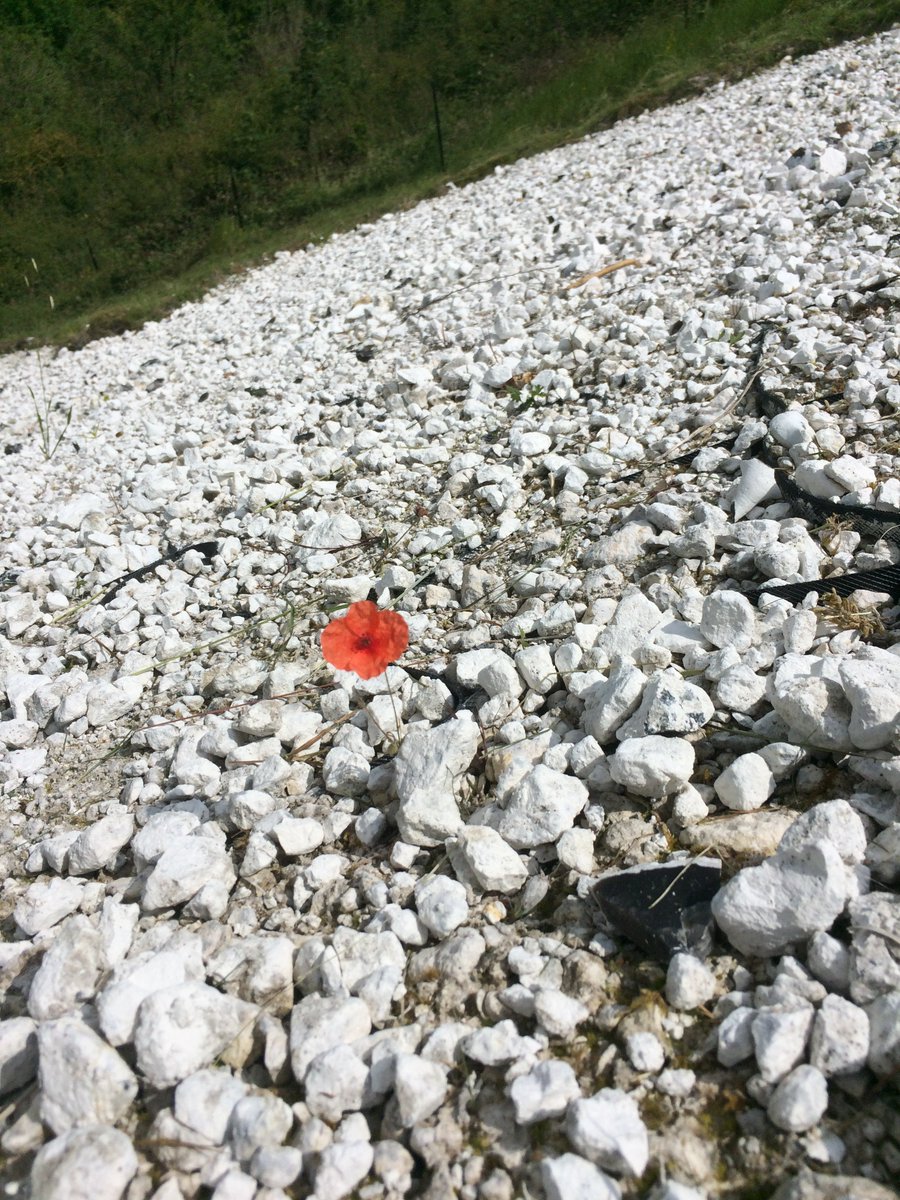 suttonbadges's tweet photo. It hardly gets more poignant than this. A single poppy growing on the chalk of the #Shiny7th badge. Had just been recounting how Eric Marchant, who wrote to his dad in March 1916 about cutting the badge, had been killed leading his platoon at Cambrai, 20 Nov 1917. https://t.co/9D3BqQEuvf