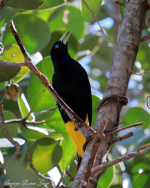 PhotoSingle's tweet image. Xexéu, Japiim  ou Xexéu-de-bananeira
Yellow-rumped Cacique
Cacicus cela (Linnaeus, 1758)
.
.
.
. . . .
#xexeu #japiim #cacicus #cela #yellow #rumped #cacique #birds #bird #nature #wildlife #birdwatching #animals #birdlovers #canon #black #birdlife #na… ift.tt/30xlfg9