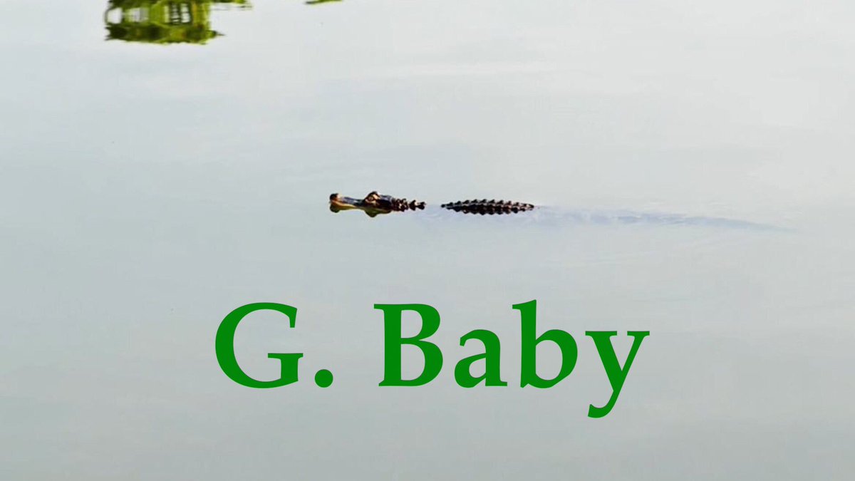 2thumbsupmedia's tweet photo. Some people call you Ruth Gator Ginsburg, others call you Chance the Snapper. You’ll always be G. Baby to us! 

Love,
Gator Cult

@ParkGator @humboldtgator #gbaby #lordgator #gatorcult #HumboldtGator https://t.co/Zm2DVrRLQo