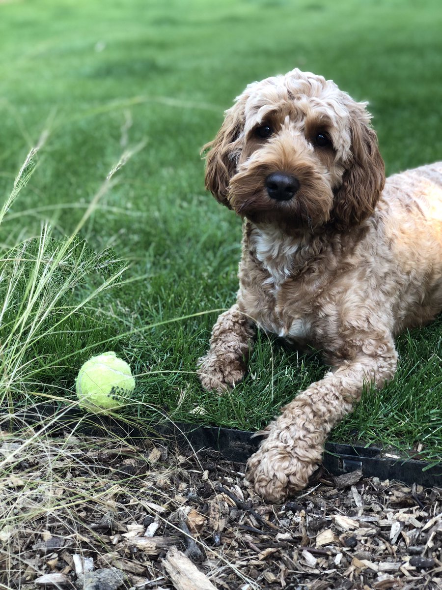 LuckyCockapoo's tweet image. I ❤️ my 🎾