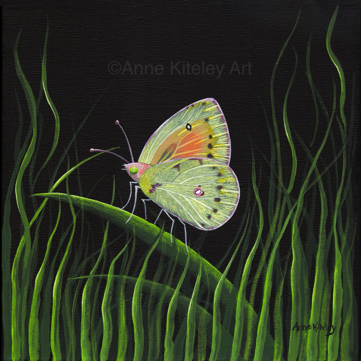 AnneKiteleyART's tweet photo. #artlife in #cityofpg #iheartpg #ilovepg #princegeorge #artistontwitter #CanadianArtist #Butterflies #naturelovers 😘🦋🎨💚💛🧡 https://t.co/MdsWeVJ1ip