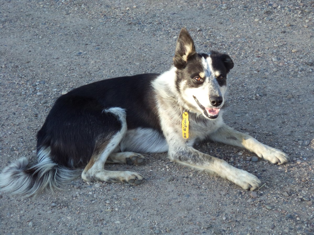 Missing purebred Male Border Collie in Douglas,Justice MB. area. Name is Ned has a tag with  phone number on collar. Bill Biglieni 204 729 7925 Please call if any information or seen #lostdog, #bordercollie