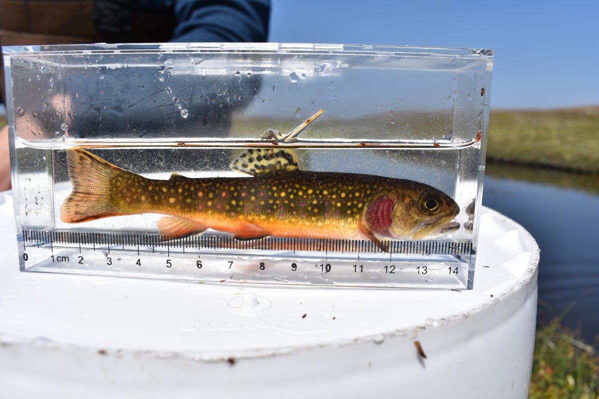 thefraserlab's tweet photo. Fun part of studying #smallpopulations in remote places: we have to name them!
Left: 'Still There By Chance', a 350m ditch; starts as small seep, ends in the ground
Right: 'Operculess', where 1/3 of #brooktrout are missing all or part of their operculum
Only in #Newfoundland https://t.co/aLF1HIP2uw