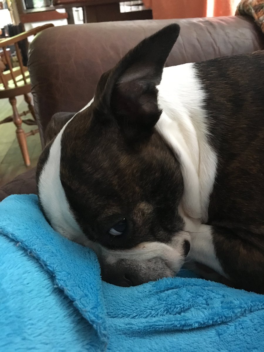 Four years ago today, this sweet little boy joined our lives. We love our Luffy! #bostonterrier