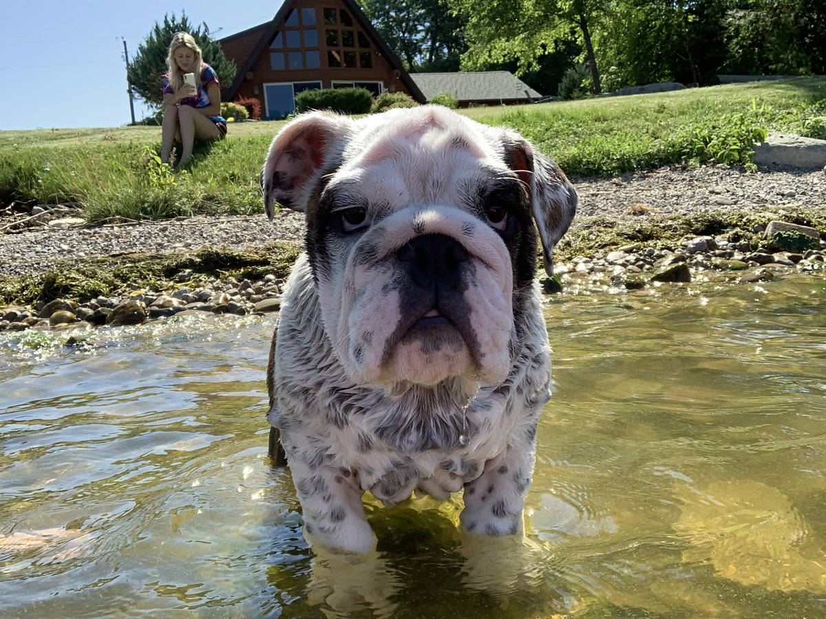 TitoBulldog's tweet photo. took my first swim today #NoLifeJacket #DidntSink #FollowTheLeader #KingOfTheRock https://t.co/BPsnfzliSm