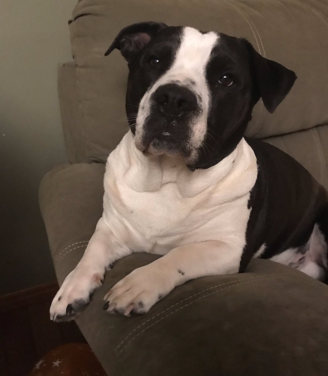 ashleyehsmr's tweet photo. Gus isnโt invited.
#ExcusesNotToGo
Look at that face ๐ https://t.co/GizqhR7EzO