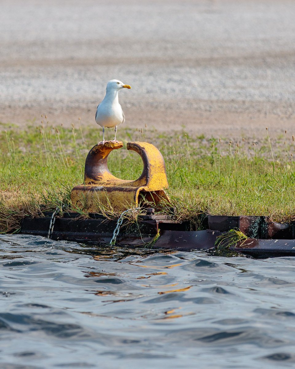 Seagull posing on a massive tugboat cleat along the shore of Muskegon Lake in Muskegon, Michigan. July 6th, 2019. 
instagram.com/p/Bz5_O1eh7qJ/…