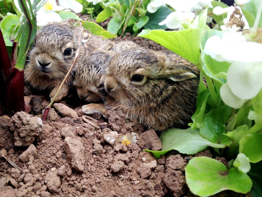 Like something out of a Beatrix Potter story, these baby hares were spotted in the flowerbeds <a href="/TyntesfieldNT/">Tyntesfield</a>.
