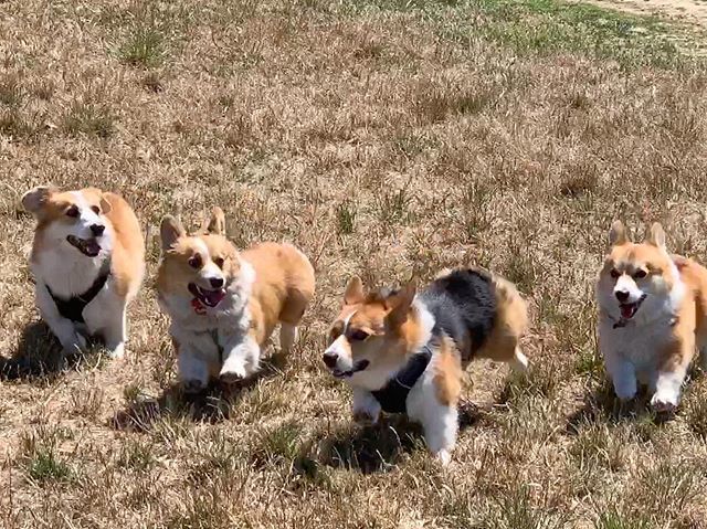 pancakescorgi's tweet photo. Mini corgicon with @everyonelovesacorgisf #corgsquad 🐶 🐶
.
.
.
.
.
.
#corgisofinstagram #corgi #corgination #dogsofinstagram #corgisofinstagram #corgi #corgination #dogsofinstagram #saturday #saturdaysarefortheboys #corgicon #corgimeetup #corgisquad #hayesvalleycorgi #corgis… https://t.co/Q6o4Mw6WVP
