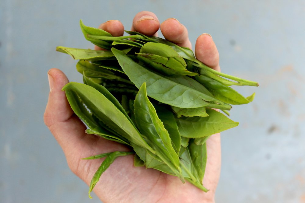 We think there's something so special about knowing exactly where your tea comes from! So much time and love goes into every single cup of JusTea, and you can taste it! 💜🌿

Tomorrow's the big Amazon Prime Day sale! Check back in then to stock up on all your favourites!