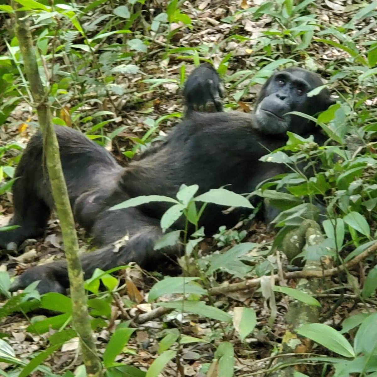 Travel with Wildlife Journeys Ltd tweet media