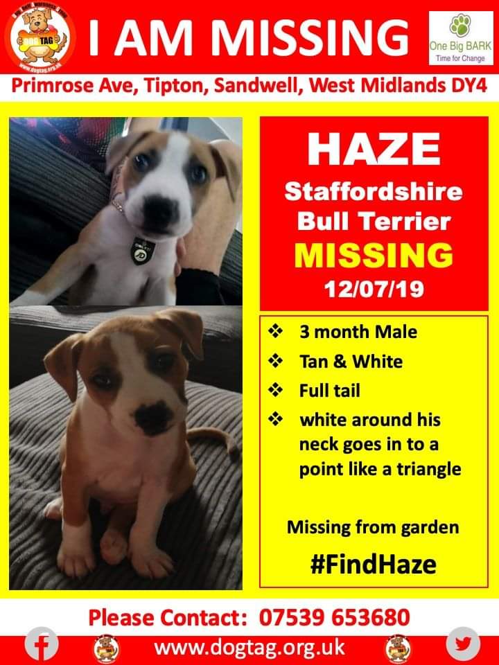 joannew0112's tweet photo. URGENT SHARES NEEDED
Please help us find Haze a 13 week old pup who has gone missing from own garden in Sandwell West Midlands 12/07/19
Thank you
#FindHaze https://t.co/2YmX4dS29t