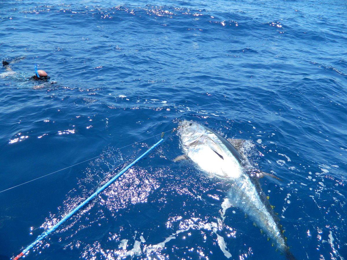 wildbluexp's tweet photo. Watch us on Spanish National TVE La 1 in Aquí la Tierra 20.30-21.00 h tagging giant + 200 kg Bluefin Tuna

https://t.co/GIQb8SOSPP

https://t.co/wz2wVrxoaw

#spain #valencia #aquilatierra #titanred #pesca #research #tagging #tuna #atun #fishing #grundens #wearefishing #grauvell https://t.co/nbFGohmWfm