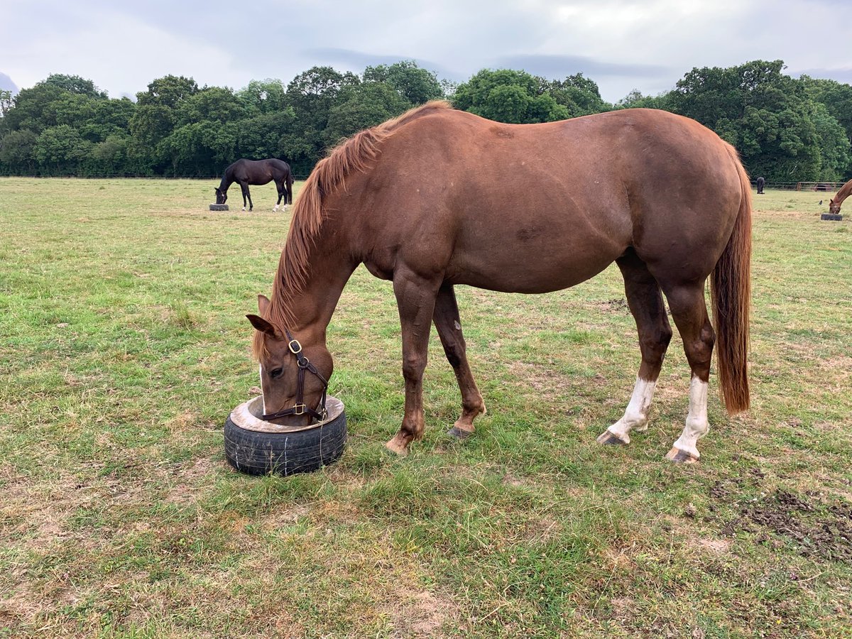 liamnorrisblstk's tweet photo. My sister to #slalom who I think being slowly away was unlucky again! In foal to the gorgeous #recoletos @HarasduQuesnay #patienta https://t.co/fppcTrPFnI