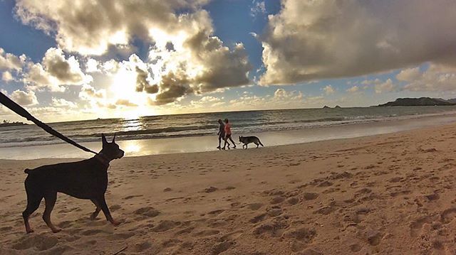 VickiYu's tweet photo. Good morning and happy Sunday to all the good boys and girls! #humanstoo  #Doberman #Sunrise #IchiTheDoberman #bigdogs #hawaii #kailua #mokuluas #lanikai #beach #Ichiroberman #dogsonleash #dobermanpinscher #dobermann  #dog #dogsofinstagram #dogs #instado… https://t.co/zE1pycsl8r https://t.co/1cmx4PCzrg