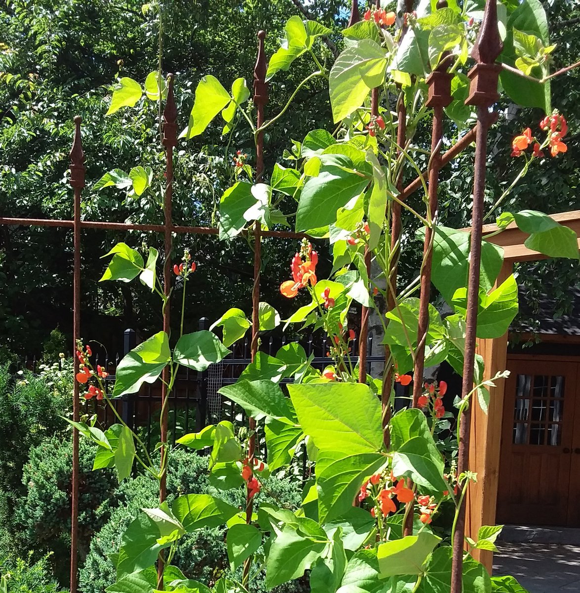 Needed a visual break - so return to childhood plant, runner beans on a trellis.... less than $2 for a seed pack