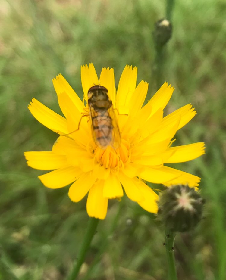 tompolkey's tweet photo. Macro close up of a wasp in detail on a flower #photooftheday #photography #macro #macrophotography #wasp #closeup #closeupphotography #flower #colourful #colours #summer #insect #wingedinsect #macroinsect #insectcloseup #detailedphotography https://t.co/TrgGkwQk6Z