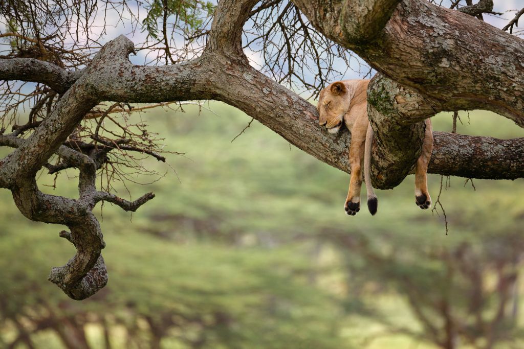 Did you know that #Tanzania is home to nearly a third of the world's #lion population? A visit to #LakeManyaraNationalPark offers you the unique opportunity to see tree climbing lions as they laze on the branches until their timely decent at sunset.