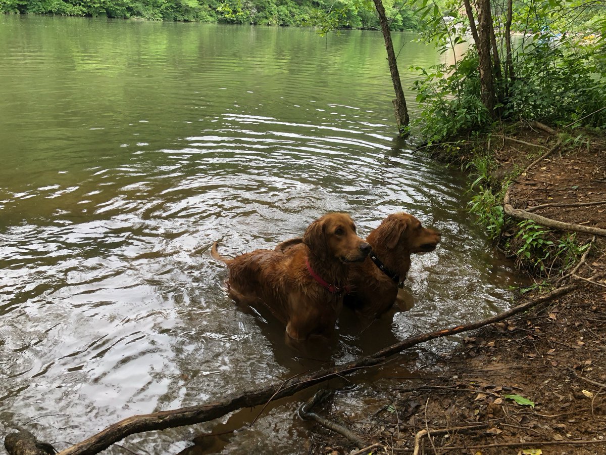 myfriend_bella's tweet photo. Stop for an #adventure whenever you have time!
#journey #adventuretime #adventureblogger #travelblogger #travelling #travel #dog #dogs #GoldenRetriever #Swimming #Explore https://t.co/fax7cJwhZd