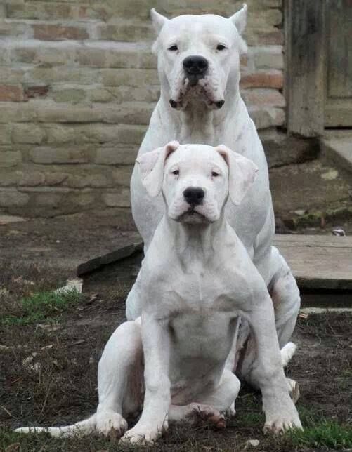 dogo breeders near me