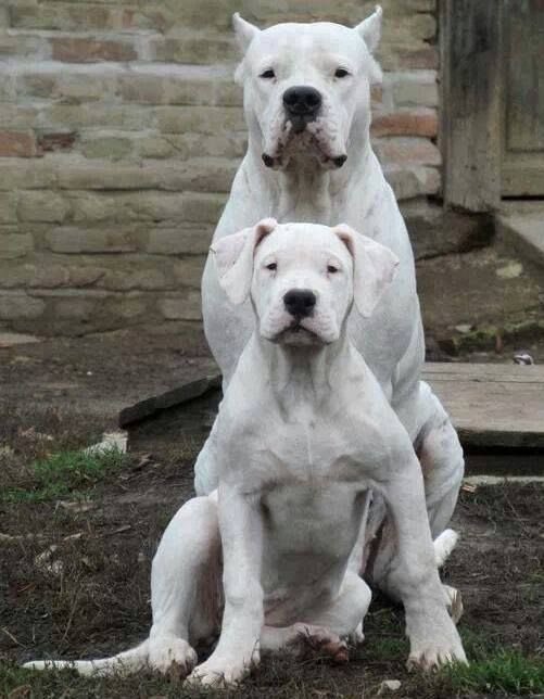 dogo breeders