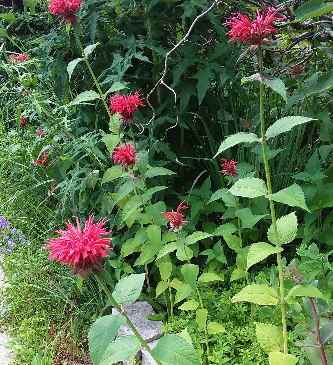 July is bee balm time