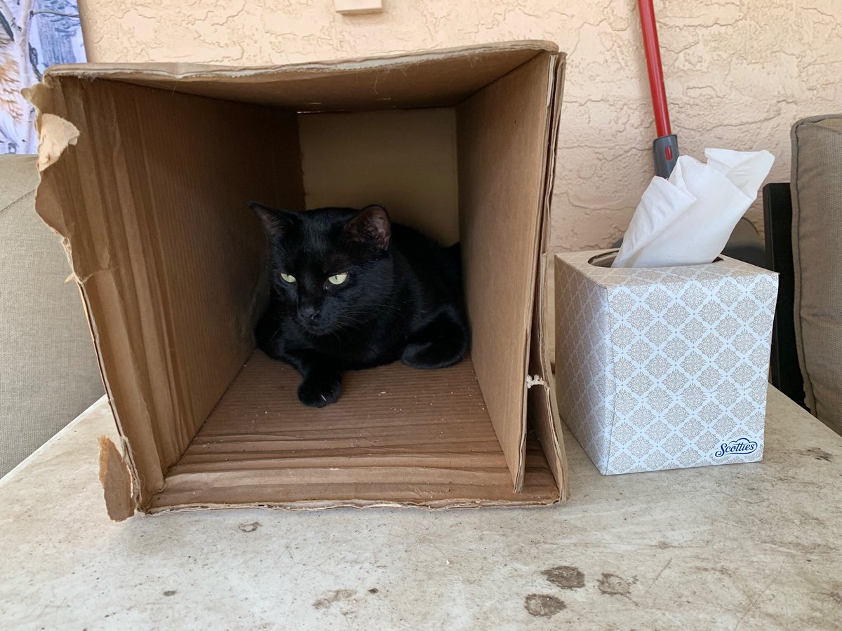 Sabre: Hello Everyone, *Paw Waves* 🐾😺💖
As I’m enjoying being lazy on this #CatBoxSunday here on the Catico, I’m also sending lots of Purrs and Prayers to all my Furry Furrends who are struggling to survive the flooding from Hurricane/Tropical Storm Barry. 🐾💖😿🙏
#PawCircle