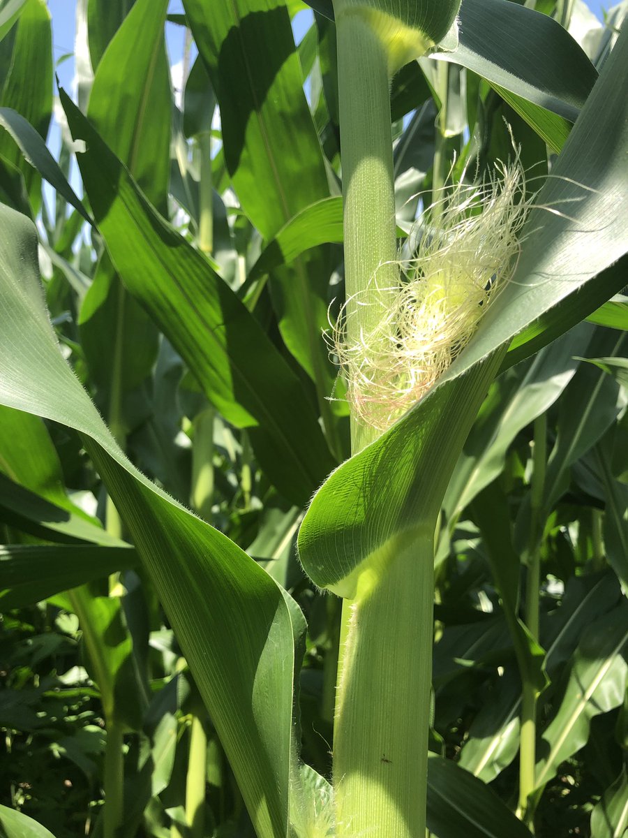 The warmer temperatures have caused things to heat up in some of the earlier planted corn fields around here... #SummerLove #grow19