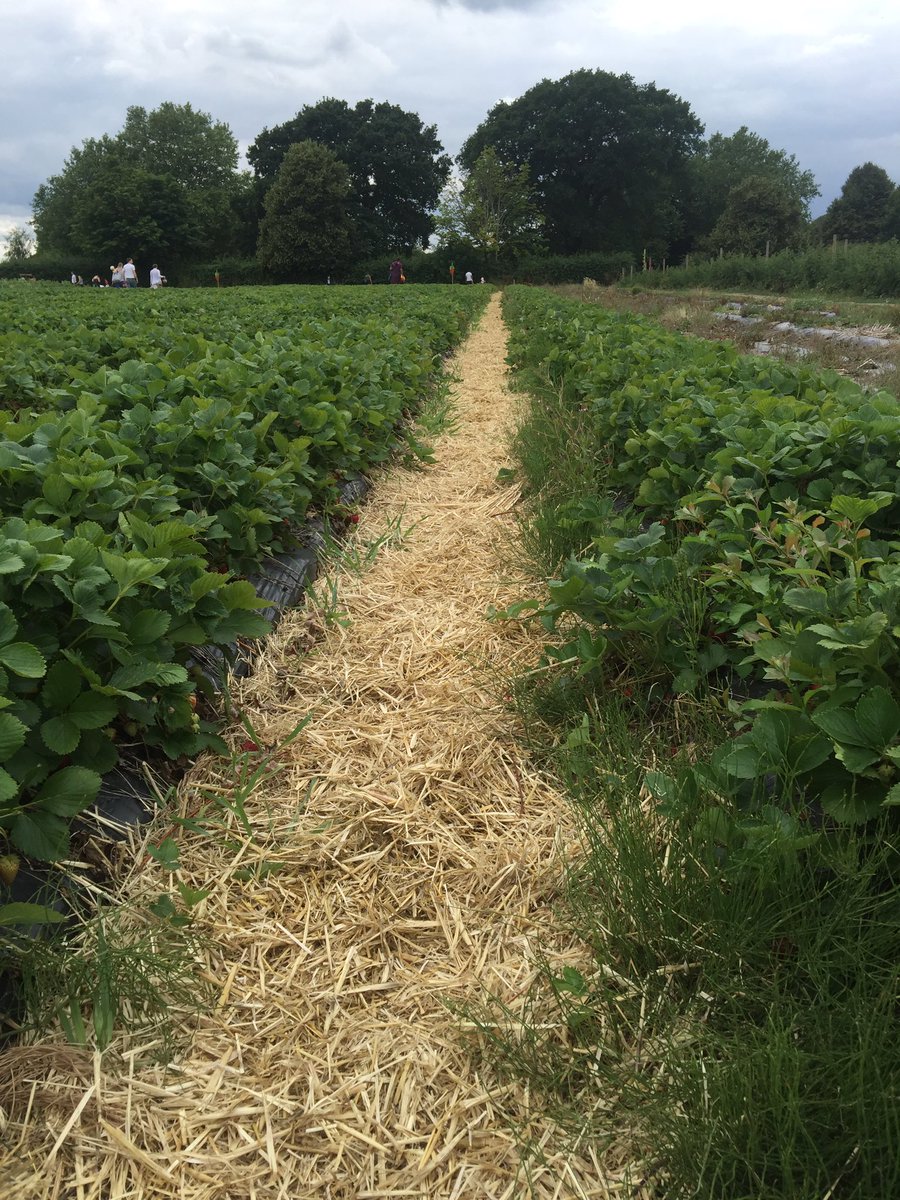gitajoshi's tweet image. An aftuof strawberry picking