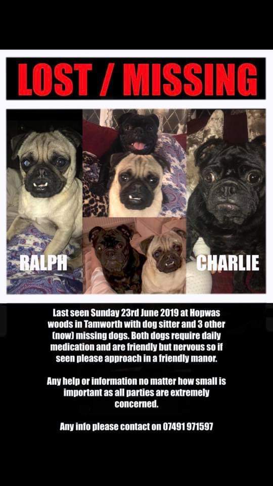 SheridanAlcock's tweet image. #Tamworth5  Where are these babies? 
Gone whilst in charge of a pet sitter! 
23.6.19 #Hopwas Woods #Tamworth
Please keep looking and sharing them