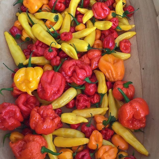 screaming_chimp's tweet photo. Quality pic tonight on my return from Chimpin’.some great pods here. #keeponchimpin #freshchilli #chilli #chili #trug #delicious #hotpods #homegrown #greenhouse #countydurham #wittongilbert #screamifyouwannagohotter 🤓🙌🌶🌶🌶🌶🌶😘 https://t.co/wae9EUKHgX https://t.co/qWkAR3xF6O