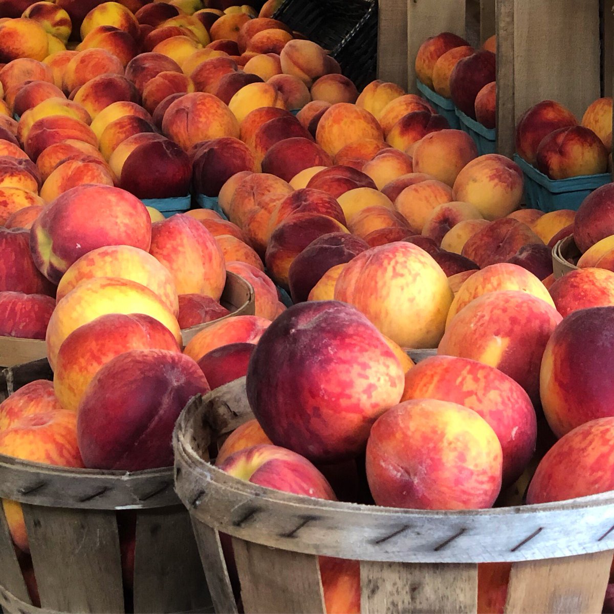 2softshellcrabs's tweet photo. Always fun going to @ILoveThatPlace   Just sad there was no peach picking today.  We purchased some in the farm market instead!  #peaches #peachpicking https://t.co/ZFOLBaE5Mo