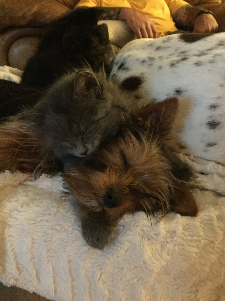 CaffeinatedBub1's tweet photo. @veronicandjelly Both kitten and puppo https://t.co/nJLDIK59W8