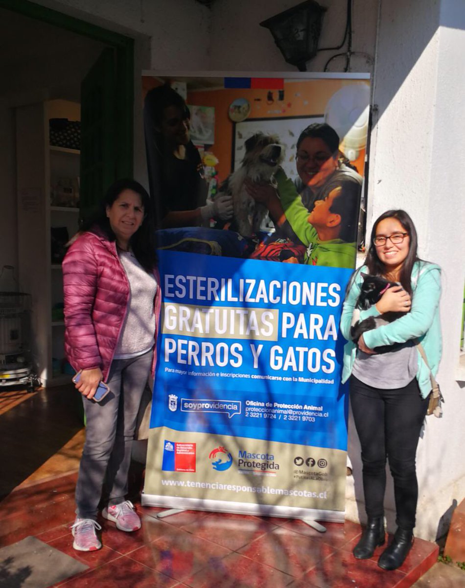 DRPREYES's tweet photo. La gatita #Lola fue rescatada al borde de la muerte recién nacida, fue cuidada con amor, creció feliz y fuerte. Hoy fue esterilizada por el programa @MascotaGob de @Muni_provi en @VetCeba #TenenciaRespondable  #Providencia ❤️ @AMattaAbad @evelynmatthei @botaspuesta @juanitavial https://t.co/exxP1WbxdJ