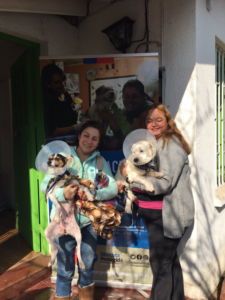 DRPREYES's tweet photo. 35 pacientes fueron esterilizados hoy totalizando más de 400 en un mes, como parte del plan de #tenenciaResponsable de #Providencia ❤️🐶🐱 @Muni_provi @laSUBDERE @MascotaGob @VetCeba @fundCeba @evelynmatthei @botaspuesta https://t.co/q9bkyxaH5t