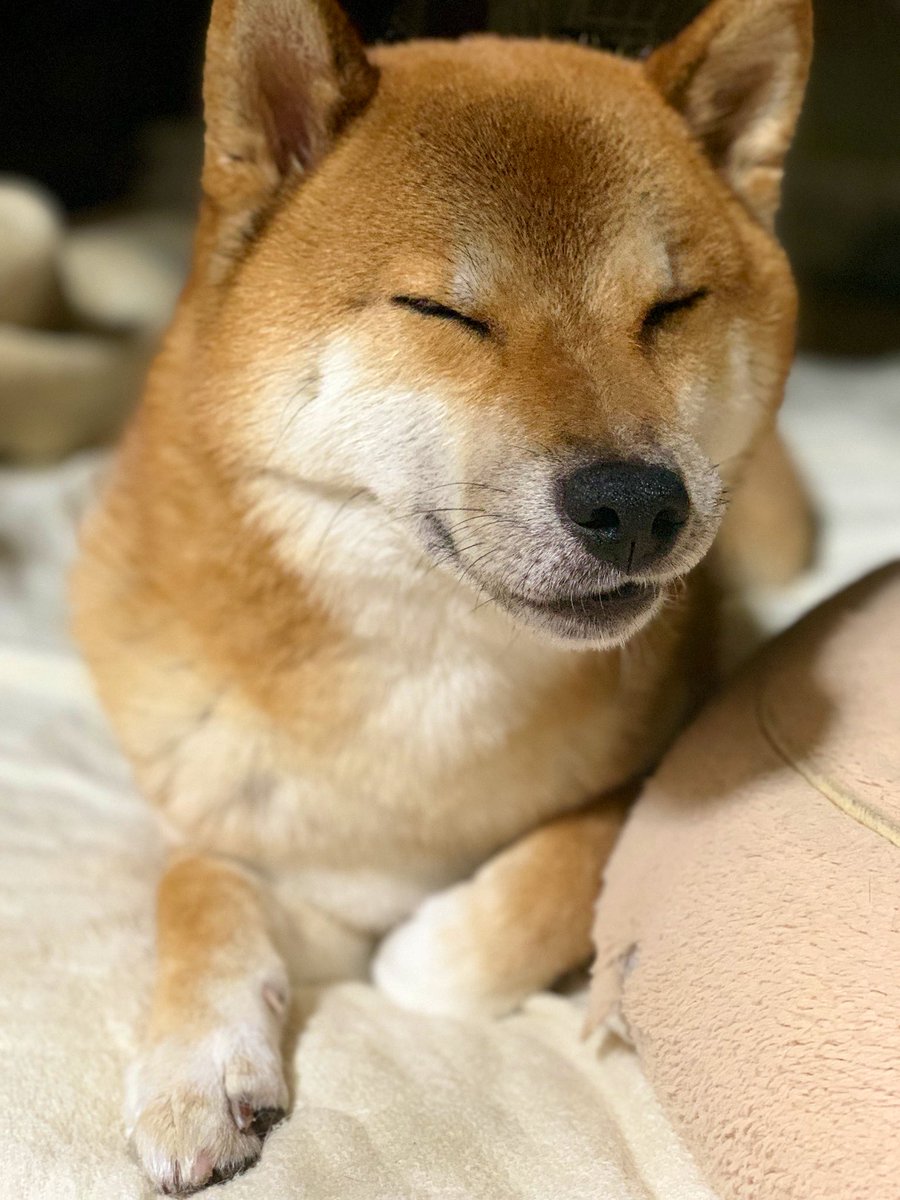 Harukaze ままぐろ V Twitter ようやく起き上がるも 布団を譲る気はないらしい Harukaze ままぐろ V Twitter ようやく起き上がるも 布団を譲る気はないらしい