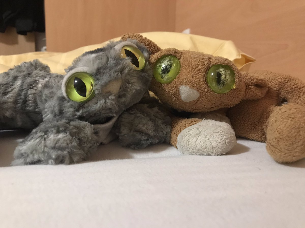 SHSsadcat's tweet photo. It’s nearly time for lights out. So sad cat is signing out for the evening. Join us tomorrow for updates on the day. Night night 💤😺💤#carterteamwonthefootball #AustriaSHS19 https://t.co/WKqmFDz4nV