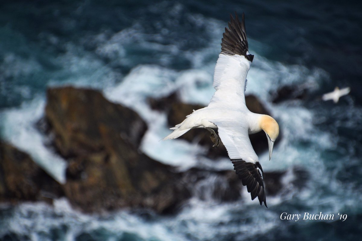 I simply have no words....my trip to the #Hermaness Nature Reserve on #Unst today,left me in awe....especially when standing on a cliff edge,and thousands of #Gannets lift from the #cliffs @PromoteShetland @RSPBNorthScot @RSPBScotland @Natures_Voice
