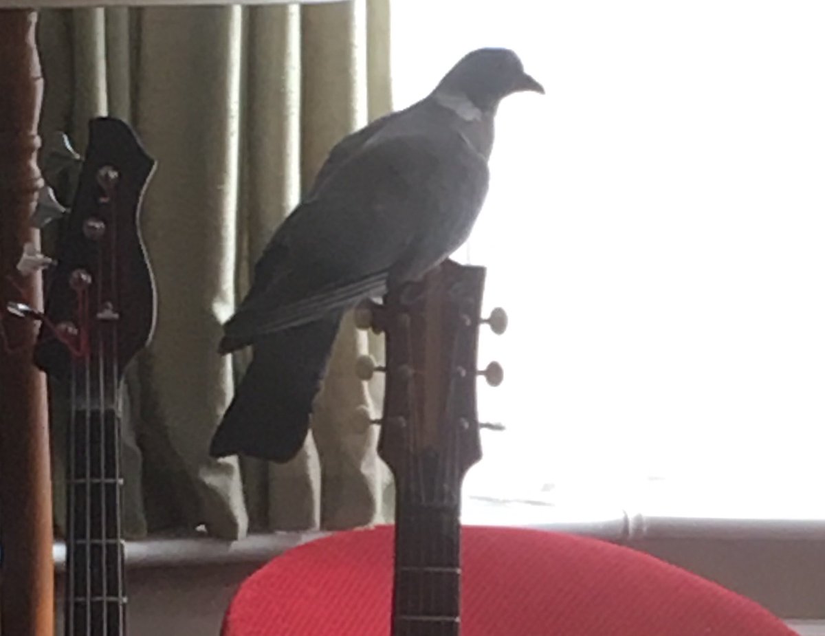 ShelaghMeredith's tweet photo. Worth a tweet ... more like a bit of a coo! Pigeon came down chimney and landed on John's guitar. #lieutenantpigeon https://t.co/cdTYWlSHpF