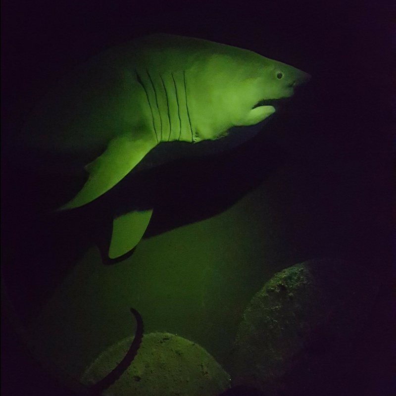 MKEPublicMuseum's tweet photo. #MPMDidYouKnow great white sharks can have up to 300 serrated, triangular teeth arranged in several rows? https://t.co/DOOWhG12wR