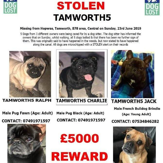 millypod1's tweet image. NOT 1 SIGHTING 😢 #STOLEN #HOPWAS #TAMWORTH #STAFFS #B78 ???
PETSITTER FROM #ERDINGTON #BIRMINGHAM #B23 (13 MILES AWAY) ???
22 JUN 2019 #REWARD #Tamworth5 @Tamworth5dogs #ScanMe
3 PUGS. 1 French Bulldog ALL MALES &amp;amp; PUG X (JUG) FEMALE (Spayed)
doglost.co.uk/dog-blog.php?d… …