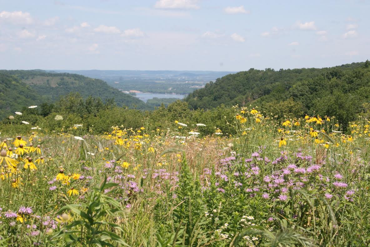 VisitWinona's tweet photo. Many of MN's wildflowers are in full bloom, so now it the perfect time to take your family on an I-Spy Flower adventure. Your local State Park is a great place to start! #WinonaMN #OnlyinMN 
https://t.co/XHCIS7SBgj https://t.co/HcfGt5Kt9k