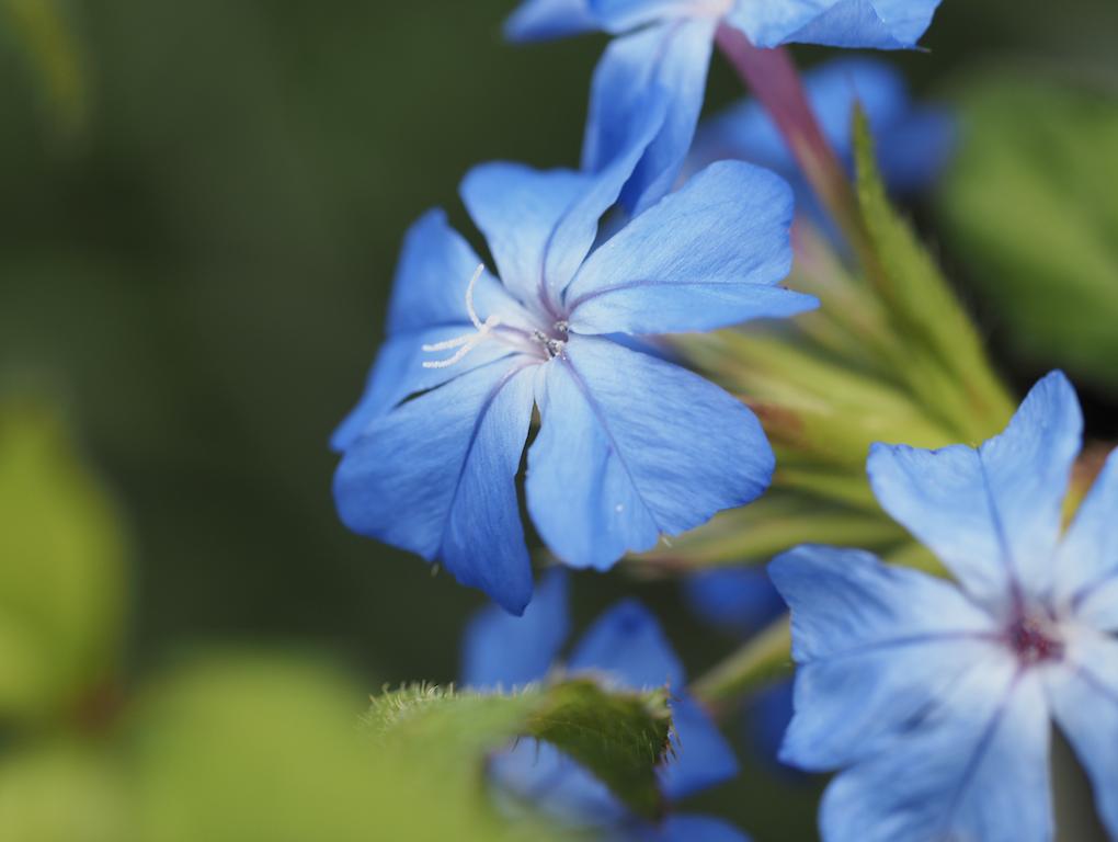 Dougthegardener's tweet photo. Ceratostigma willmottianum
This one is personal
Horticultural college
Day 1
Plant No 1
A nice easy one to spell to break students into the wacky world of plant naming!
#botanicallatin
#writtle
#plants https://t.co/ZxG7AISFFv