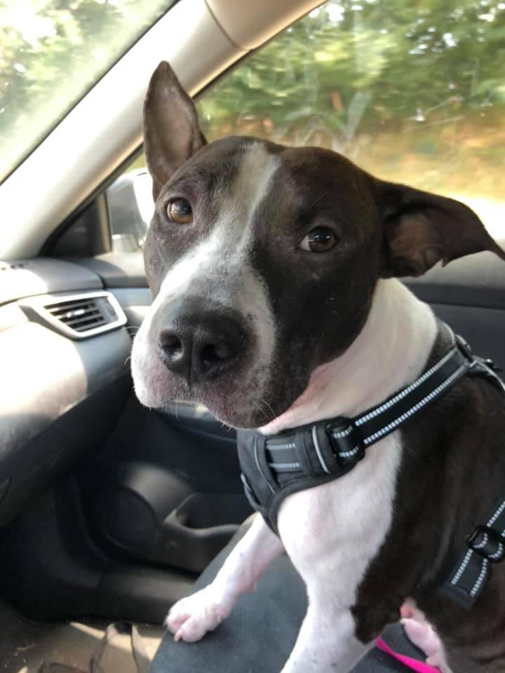 EMluvsPibbles's tweet photo. 🐶OPHELIA🐶ADOPT-A-BULL🐶FEMALE🐶
✔️https://t.co/wTTCyWYBka✔️
💯Improving the lives of Bully-Type-Dogs and the people who love them.
✅The Merit Pit Bull Foundation✅
🤜Visit https://t.co/T2AGP9hgxm for more Info on Ophelia!👌
🐾#MPBF #TEAMMERIT #BETHEWE🐾
GREENSBORO, NC🇺🇸 https://t.co/aeUnzfeDpA