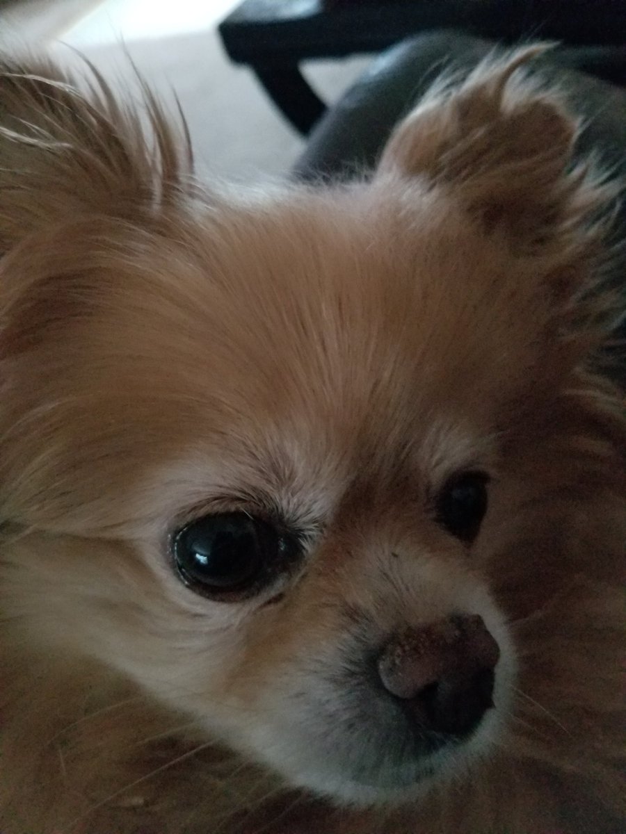 dancintn's tweet photo. #superstardixie is scared. https://t.co/sz0DXa1QeU