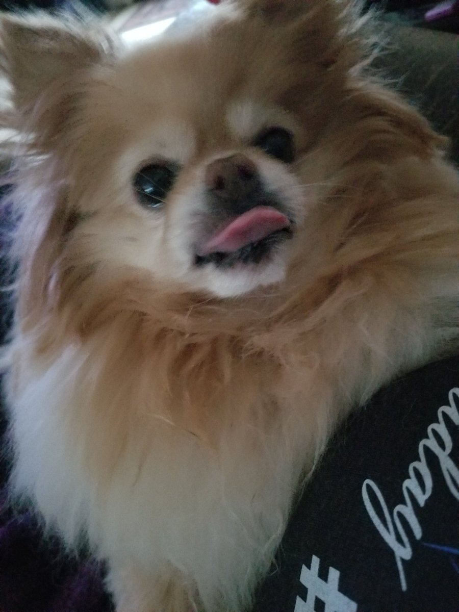 dancintn's tweet photo. #superstardixie is scared. https://t.co/sz0DXa1QeU